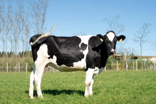 Prim'Holstein breed