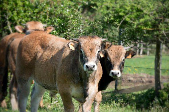 Aubrac breed